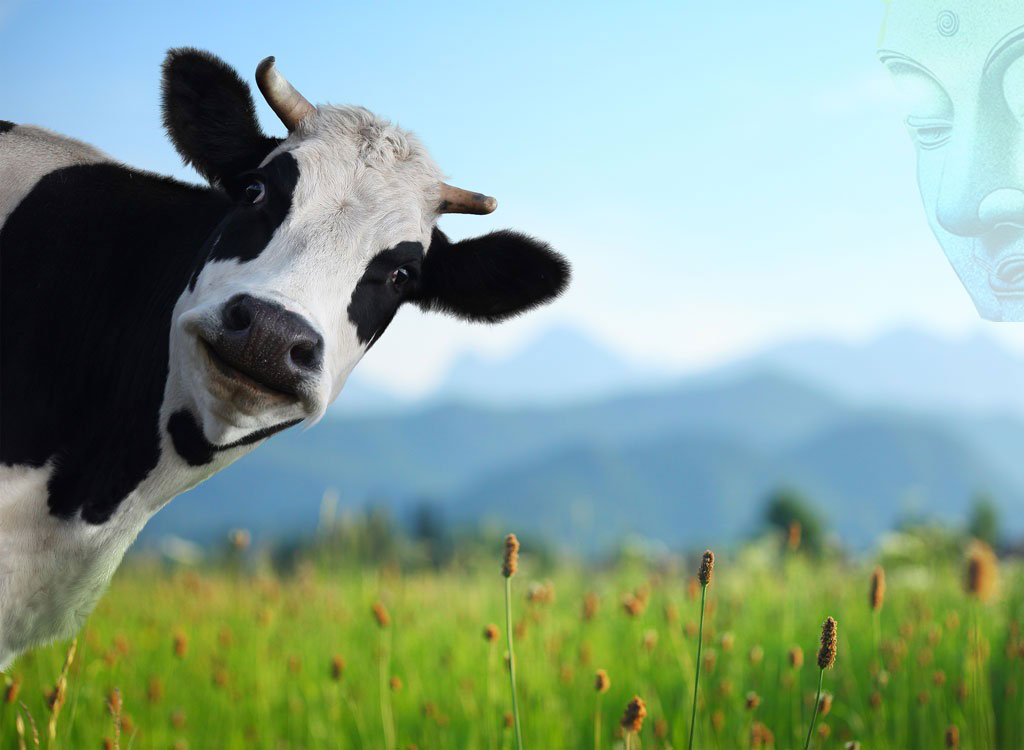 This image has an empty alt attribute; its file name is K-Cowfunny-buddha.jpg